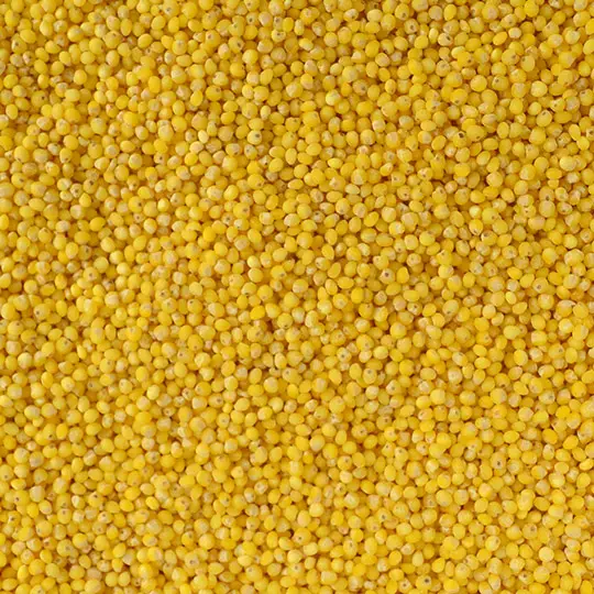 Hulled millet grains in bulk for wholesale and export