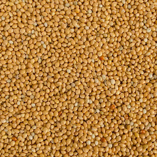 Proso millet grain – cleaned yellow millet for bulk export from Enterprise Selprom LTD